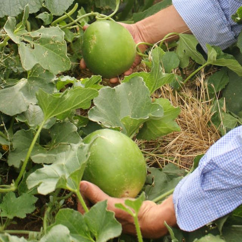 Hopi Titus X Green Nutmeg Cantaloupe